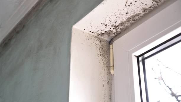 Best Residential Mold Inspection & Testing  in San Ysidro, NM