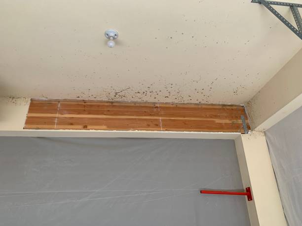Best HVAC Mold Inspection and Cleaning  in San Ysidro, NM