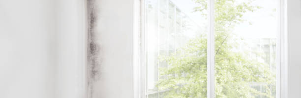 Environmental Consulting for Mold Prevention in San Ysidro, NM