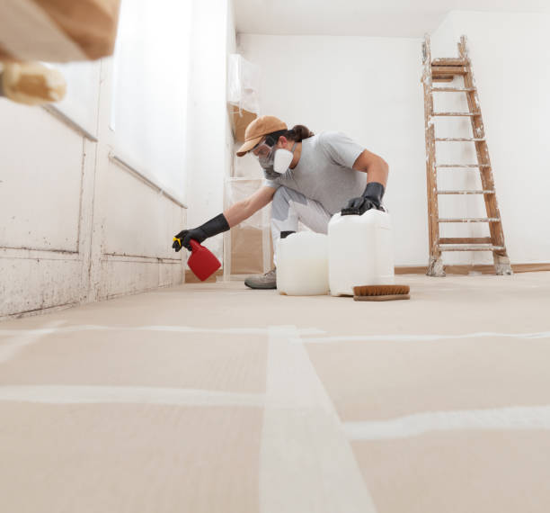Best Attic Mold Removal  in San Ysidro, NM