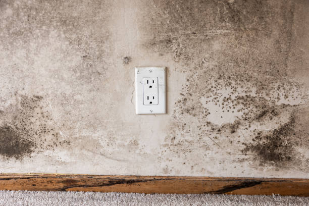 Best Environmental Consulting for Mold Prevention  in San Ysidro, NM
