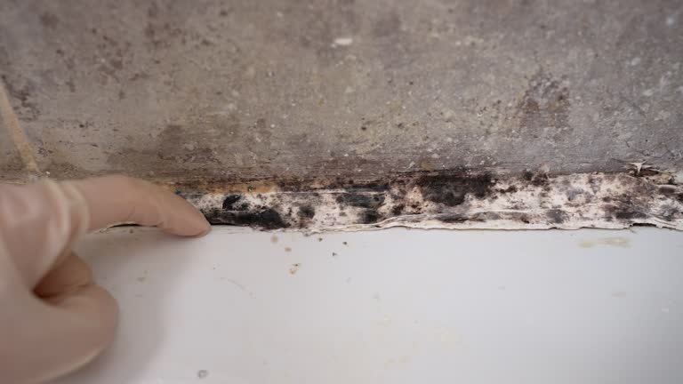 Trusted San Ysidro, NM Mold Removal Experts