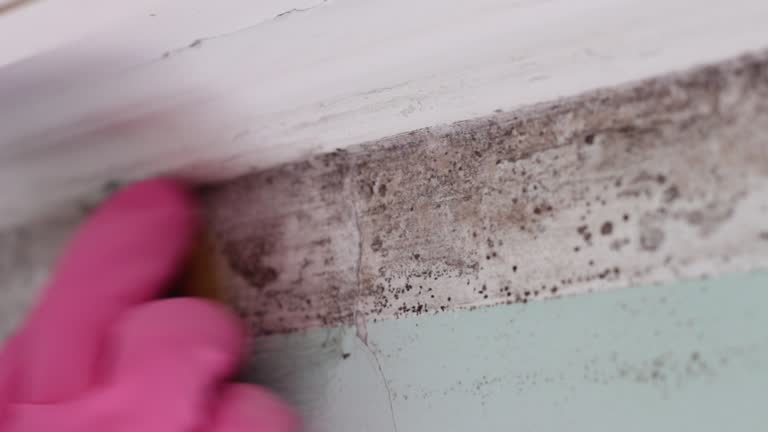 Best Crawl Space Mold Remediation  in San Ysidro, NM